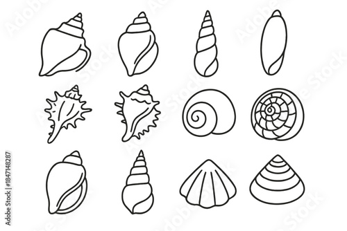 Marine Shell Icons. Line style icons of marine shells: conch, whelk, auger, olive shell; murex, triton, moon snail, sundial;