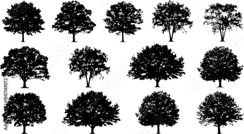 Set of street medium summer and autumn various trees frontal isolated png on a transparent background perfectly cutout
