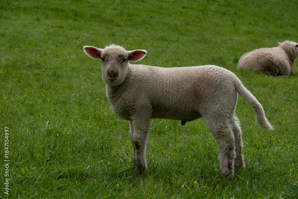 Fototapeta premium Lamm
