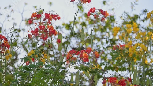 Hummingbird, a beautiful hummingbird feeding in slow motion, 4k, selective focus.