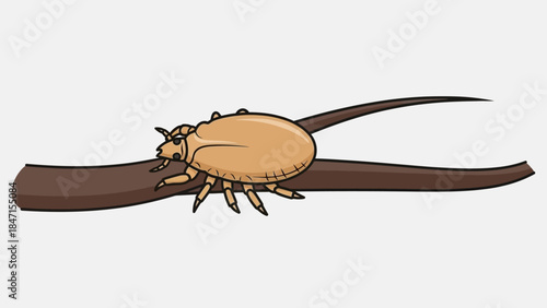 Close up of a tick being held by tweezers on a white background.