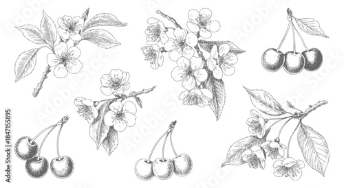 Antique cherry blossom flowers and fruit drawn in classic ink engraving.