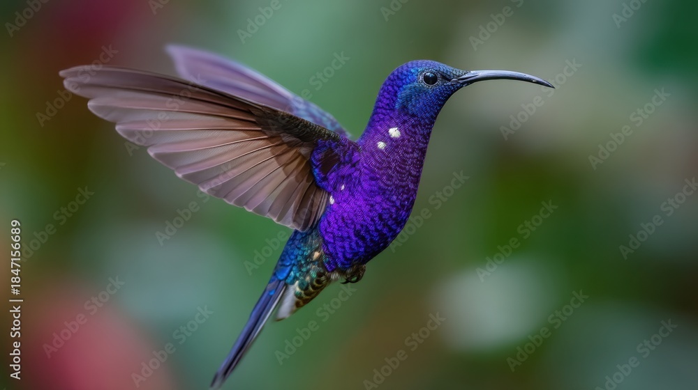 Obraz premium A blue hummingbird is flying through the air. The bird is surrounded by green foliage and has a purple hue