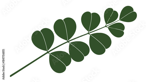 Moringa Leaf's Elegant Silhouette: A botanical close-up revealing the intricate elegance of a moringa leaf, its delicate leaflets gracefully arranged against a simple backdrop. 