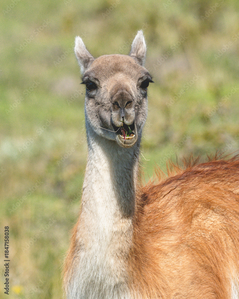 Fototapeta premium Guanaco Comiendo, Magallanes, Chile