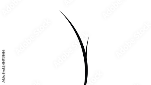 A simple illustration of a slender curved grass blade against a stark white background