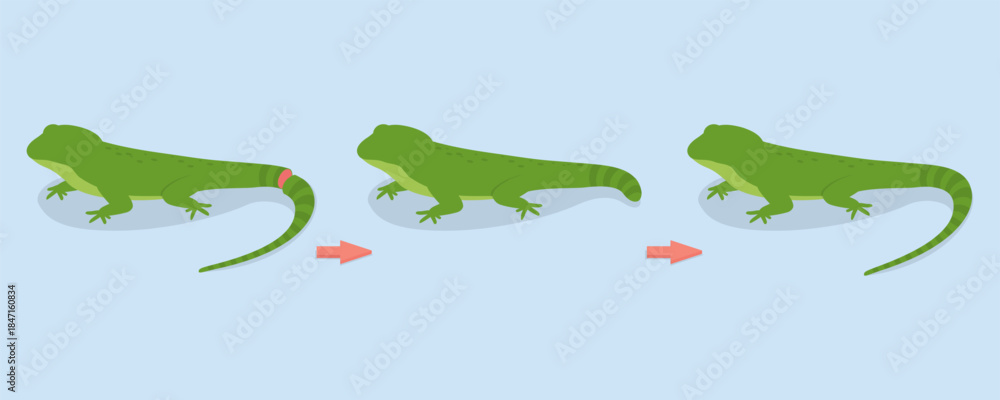 Naklejka premium 3D Isometric Flat Vector Illustration of Lizard Tail Regeneration, Defensive Purposes