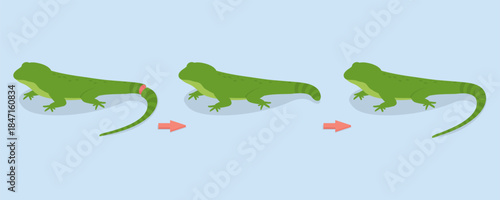 3D Isometric Flat Vector Illustration of Lizard Tail Regeneration, Defensive Purposes