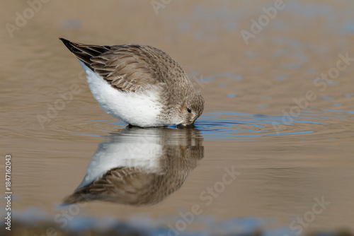 Feeding Dunlin and reflection