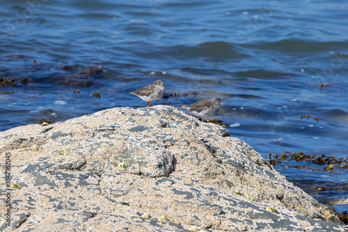 Photography Redshank (Tringa totanus) common in coastal wetlands saltmarshes and mudflats ac