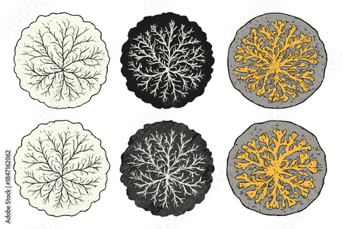 Lichen Patterns on Rock. Circular pattern of lichen colonies spreading across rock surface, fine branching textures and organic