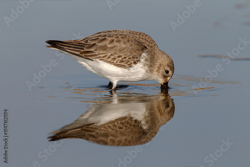 Feeding Dunlin and reflection