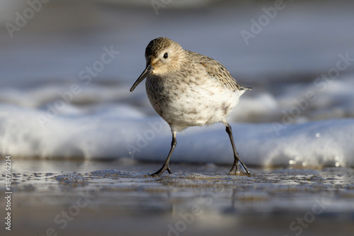 Dunlin running away from the incoming tide