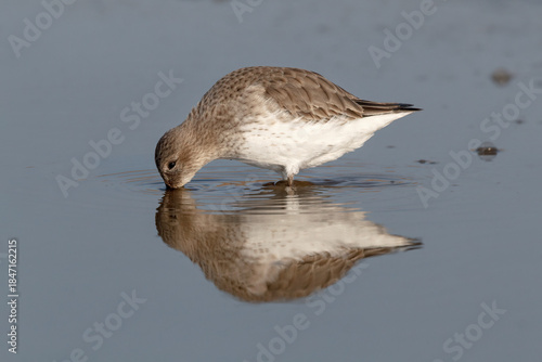 Feeding Dunlin and reflection
