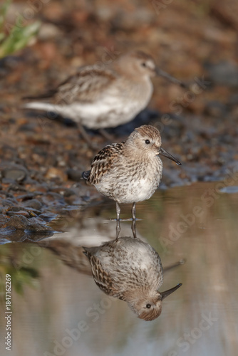 Dunlin pair on a coastal pool