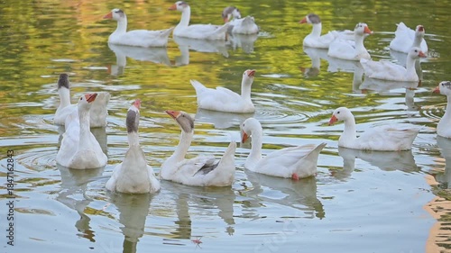 White geese, beautiful white geese swimming calmly in a lake in Brazil, slow motion, 4k, selective focus.