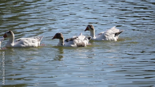 White geese, beautiful white geese swimming calmly in a lake in Brazil, slow motion, 4k, selective focus.