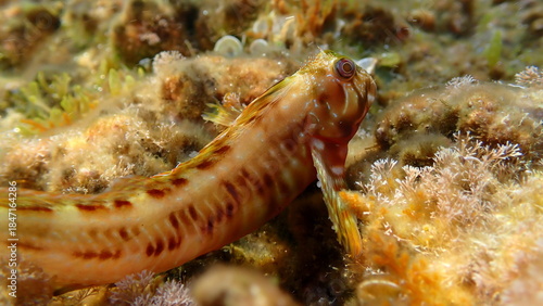 Molly miller blenny (Scartella cristata) undersea, Ligurian Sea, Italy, Imperia