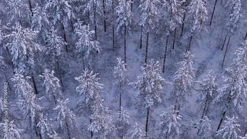 Stunning top down aerial flight over a vast coniferous forest covered in fresh snow, creating a beautiful natural pattern resembling snowflakes on the frosted treetops during a cold winter day