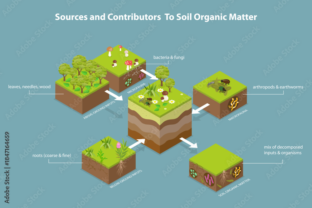 Fototapeta premium 3D Isometric Flat Vector Illustration of Soil Composition, Exploring Soil Organic Matter Sources