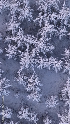 Stunning aerial perspective slowly descending over a beautiful winter forest in Sweden, where the snow covered treetops create an intricate pattern resembling giant ice crystal snowflakes