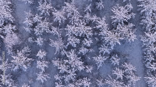 Stunning aerial perspective of a winter forest in Sweden, where snow covered treetops resemble beautiful, intricate snowflakes against the cold ground in a mesmerizing natural pattern