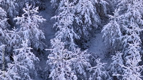 Drone view flying over a breathtaking winter forest with snow covered pine trees, creating a stunning abstract natural pattern similar to giant snowflakes on the ground in a cold landscape