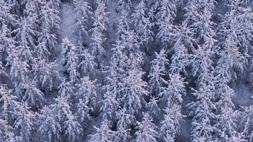 Stunning top down aerial view flying over a remote Swedish pine forest with treetops covered in fresh snow, creating a beautiful natural pattern reminiscent of countless snowflakes