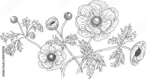 Black and white hand drawn poppy flower with buds and leaves