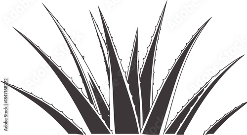Black and white line of aloe vera plant leaves foliage