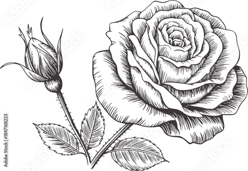Black and white hand drawn rose and bud petals leaves