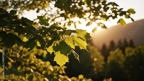 Golden Hour Sunlight Filters Through Lush Green Leaves in a Forest.