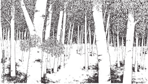Dense birch forest detailed black and white pencil