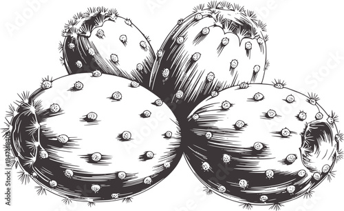 Detailed black and white botanical of prickly pear cactus pads