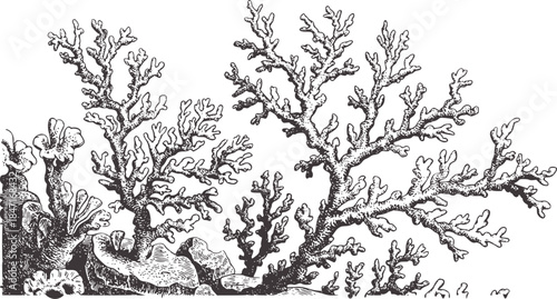 Detailed vintage black and white coral reef engraving