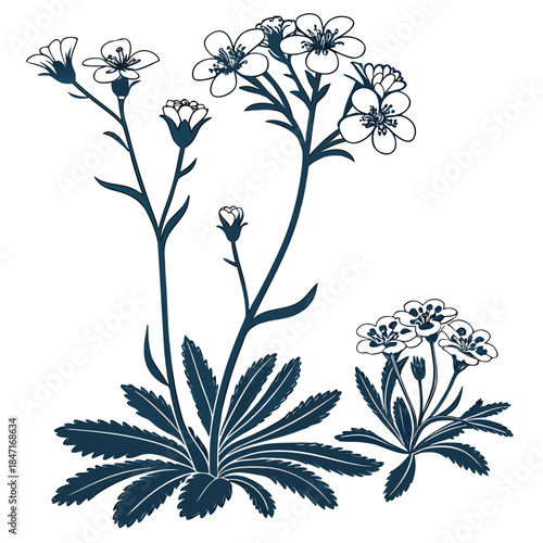 Mountain Saxifrage Vector Illustration | Alpine Wildflower Botanical Artwork | Mountain Flora Design