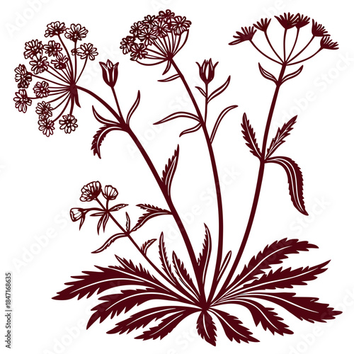 фотографія Mountain Saxifrage Vector Illustration | Alpine Wildflower Botanical Artwork | M