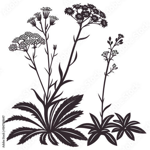 Mountain Saxifrage Vector Illustration | Alpine Wildflower Botanical Artwork | Mountain Flora Design
