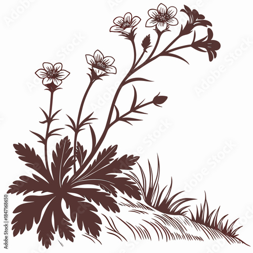 Mountain Saxifrage Vector Illustration | Alpine Wildflower Botanical Artwork | Mountain Flora Design