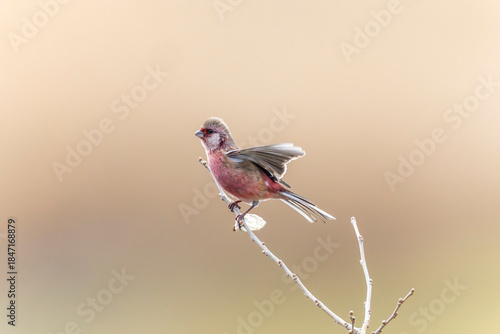 木の枝にとまるベニマシコ