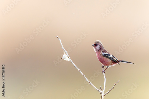 木の枝にとまるベニマシコ