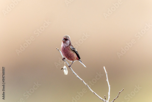 木の枝にとまるベニマシコ