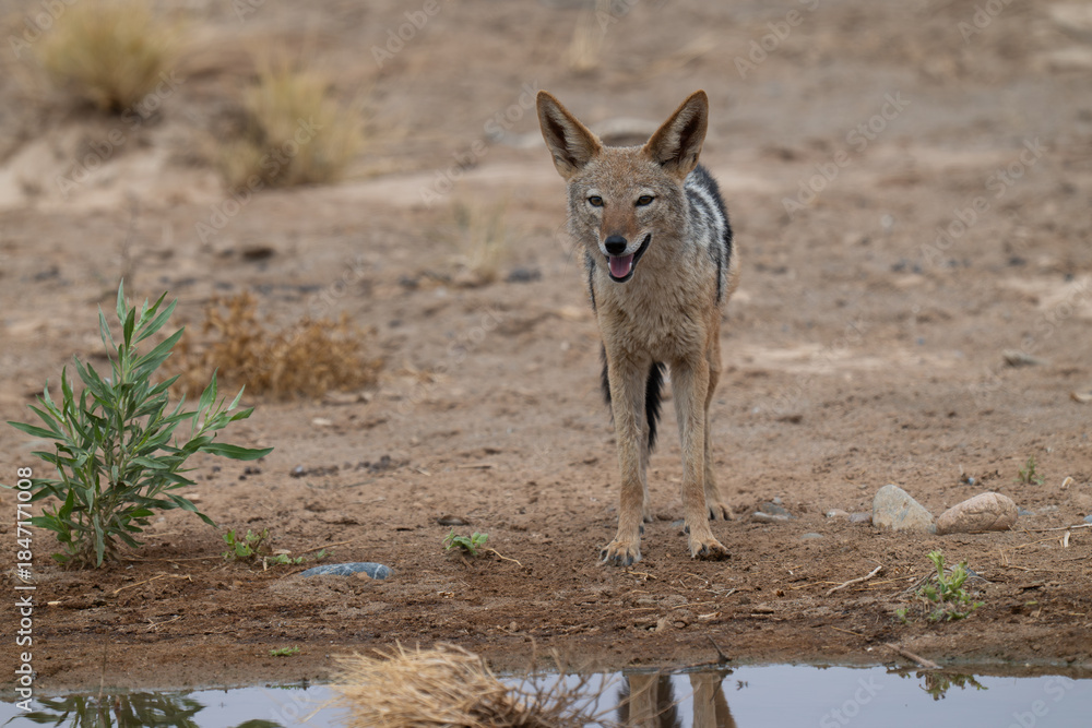 Fototapeta premium A black-backed jackal surveys the landscape in Namibia.