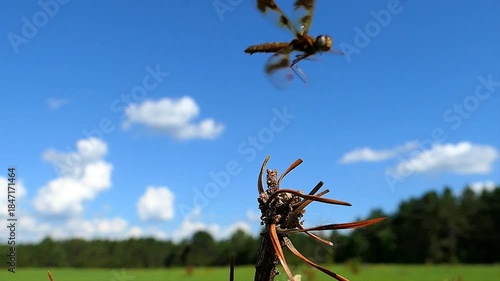 Close up shot of a dragonfly taking off from a branch.