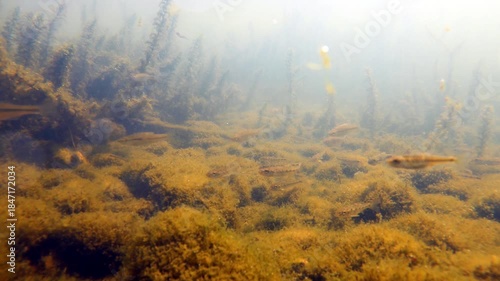 underwater landscape of the Sesia river with vegetation and gudgeon, Gobio benacensis, underwater landscape, Sesia river,  vegetation,  gudgeon, gudgeons, Lame del Sesia Regional Park, Italy