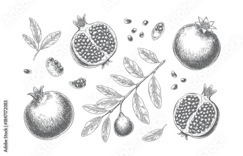 Wallpaper Mural Vintage botanical composition of citrus fruits and pomegranate in classic engraving style. Torontodigital.ca