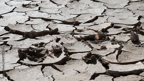 clods of dry earth in a pan in Sossusvlei, Butterfly, Vanessa cardui, arid, dry, desert, dune, Namibia, desert, Namib desert, Sossusvlei ,  Sossus Vlei,