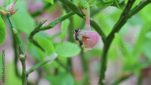 Ants, bluberry, hucleberry,  bluberry and  ants,  ant, feeding, flower, Quarona, Sant'Agostino Lake, Piemonte, Italy