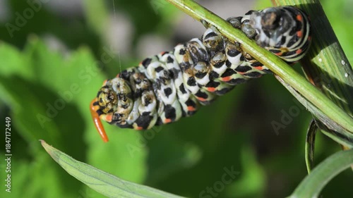 Swallowtail caterpillar with Osmeterium everted for defensive purposes, Papilio machaon, close-up, Cogne, Gran Paradiso National Park, Italy, Osmeterium, caterpillar, swallowtail, butterfly,