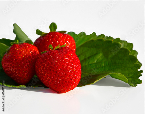 świeże dojrzałe truskawki na zielonych liściach, białe tło, miejsce na tekst, fresh ripe strawberries on green leaves, white background, space for text